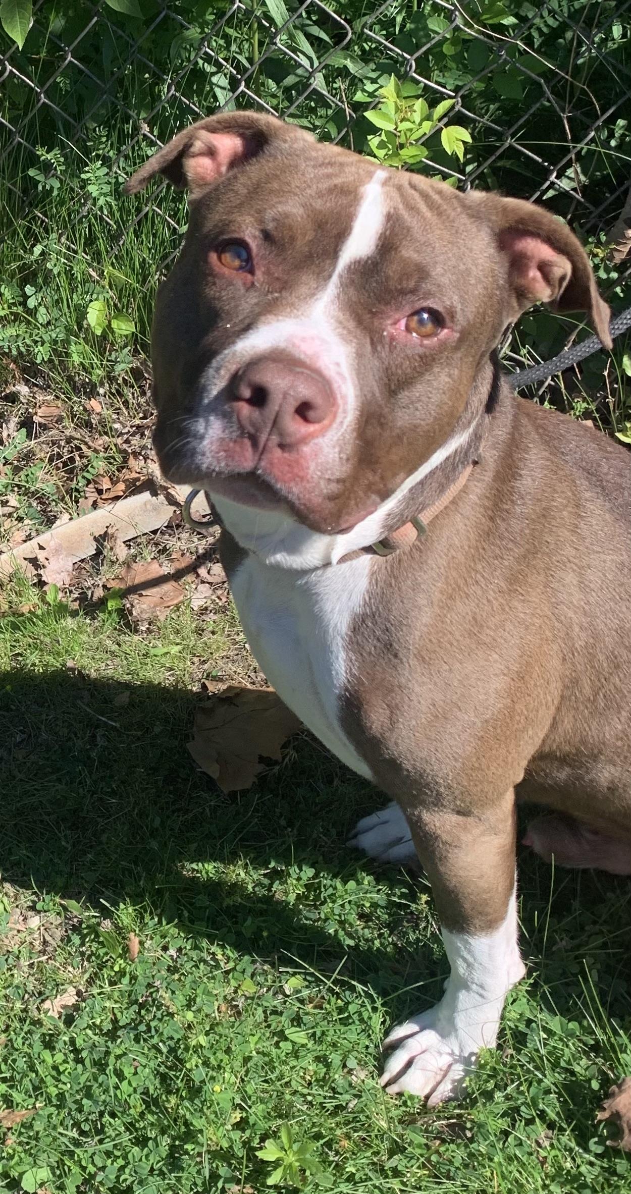 Aldo, ADOPTABLE, Young Male Mixed Breed.