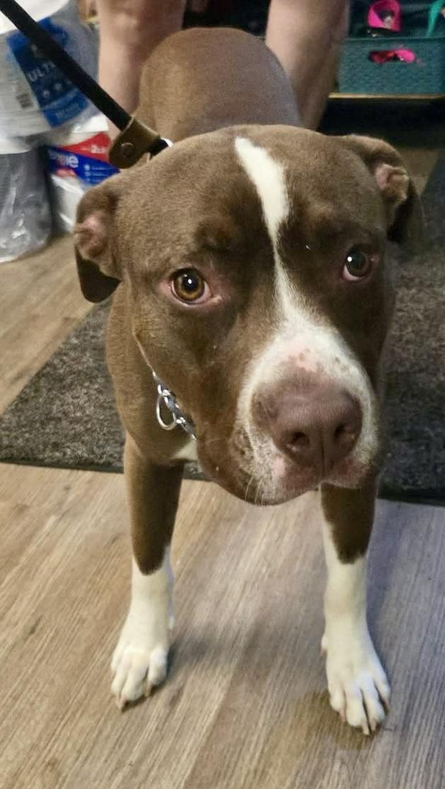 Aldo, a ADOPTABLE Mixed Breed in McKeesport, PA image 3/6