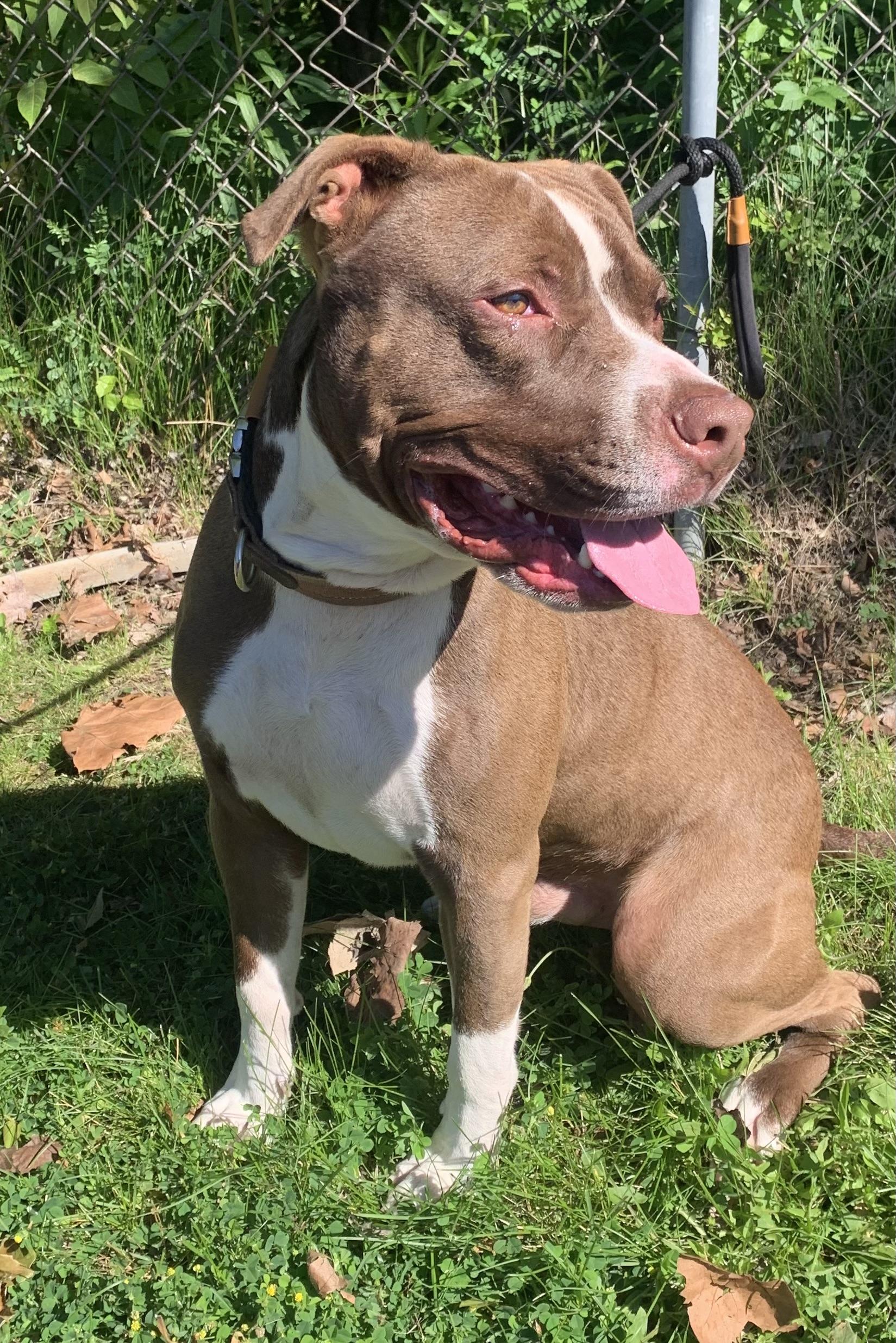 Aldo, a ADOPTABLE Mixed Breed in McKeesport, PA image 5/6