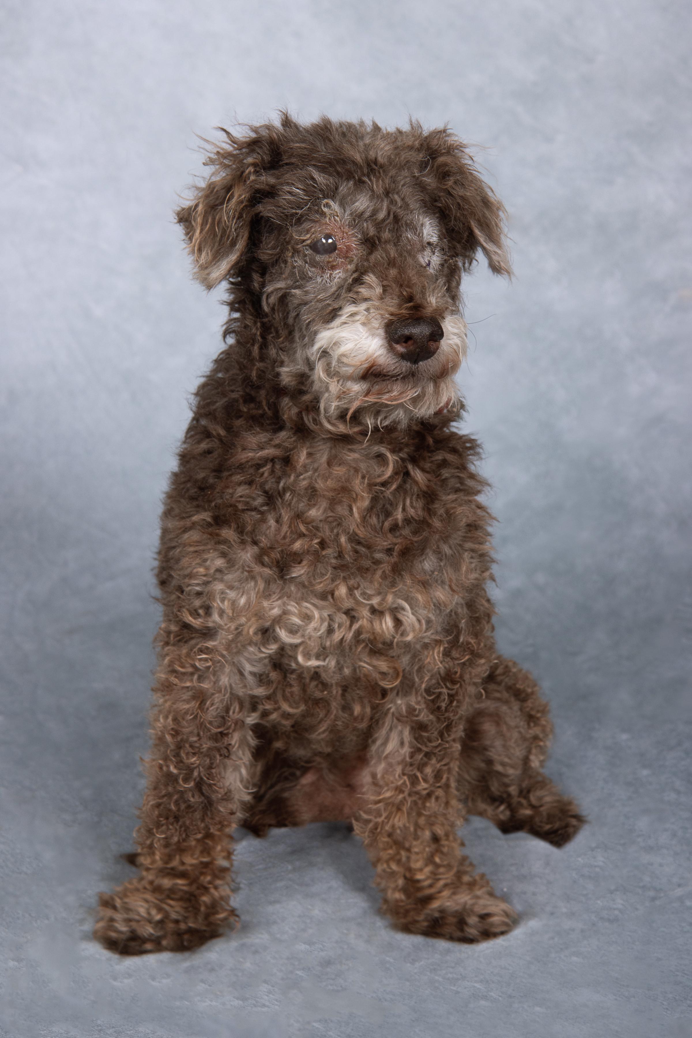 Enlarge Homer, a ADOPTABLE mixed breed in Cleveland, OH image 3/3