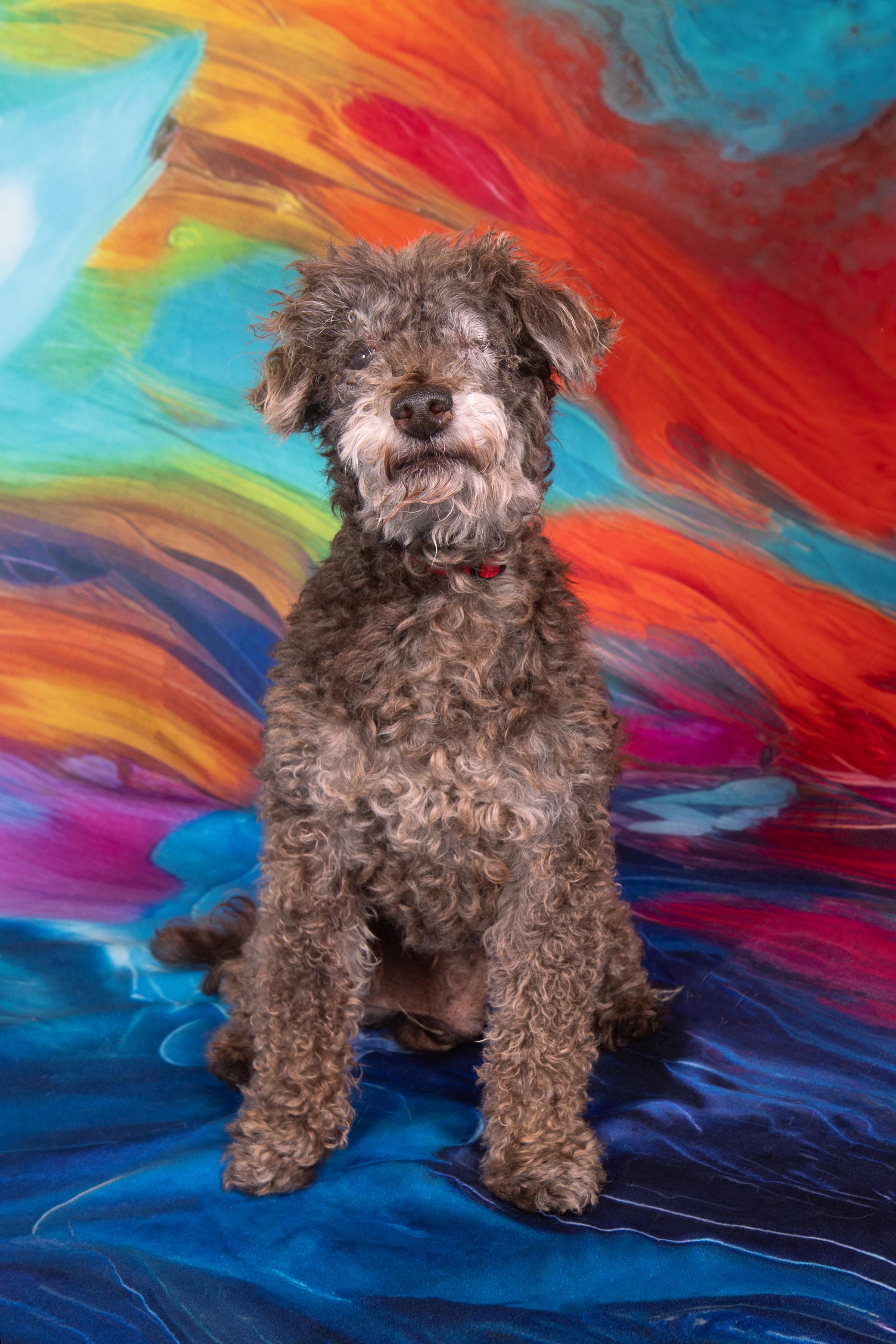 Homer, ADOPTABLE, Senior Male Poodle.