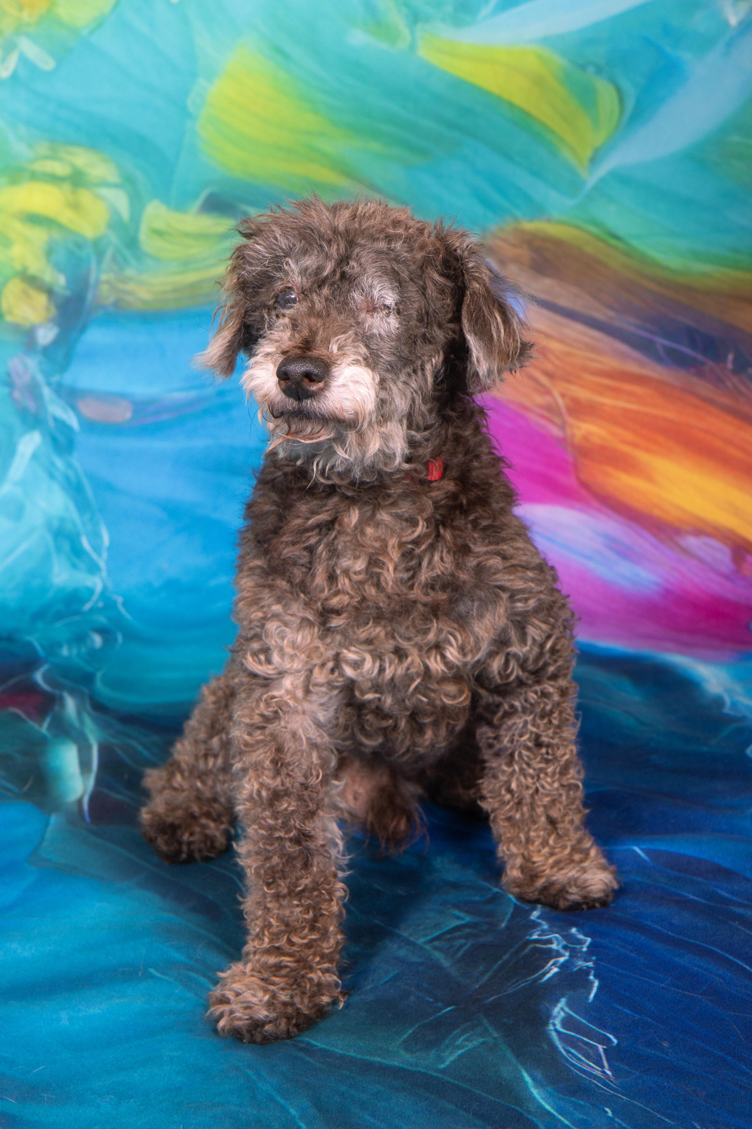 Enlarge Homer, a ADOPTABLE mixed breed in Cleveland, OH image 2/3