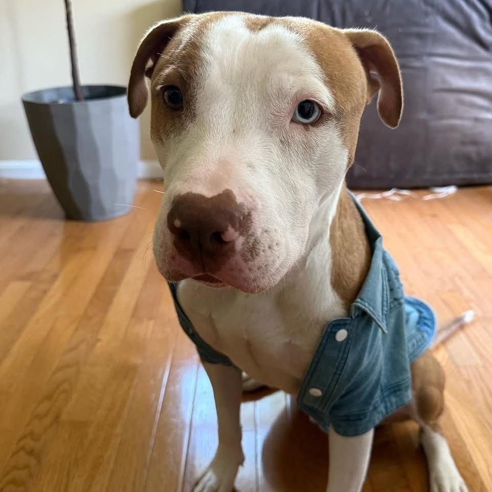 Bowie