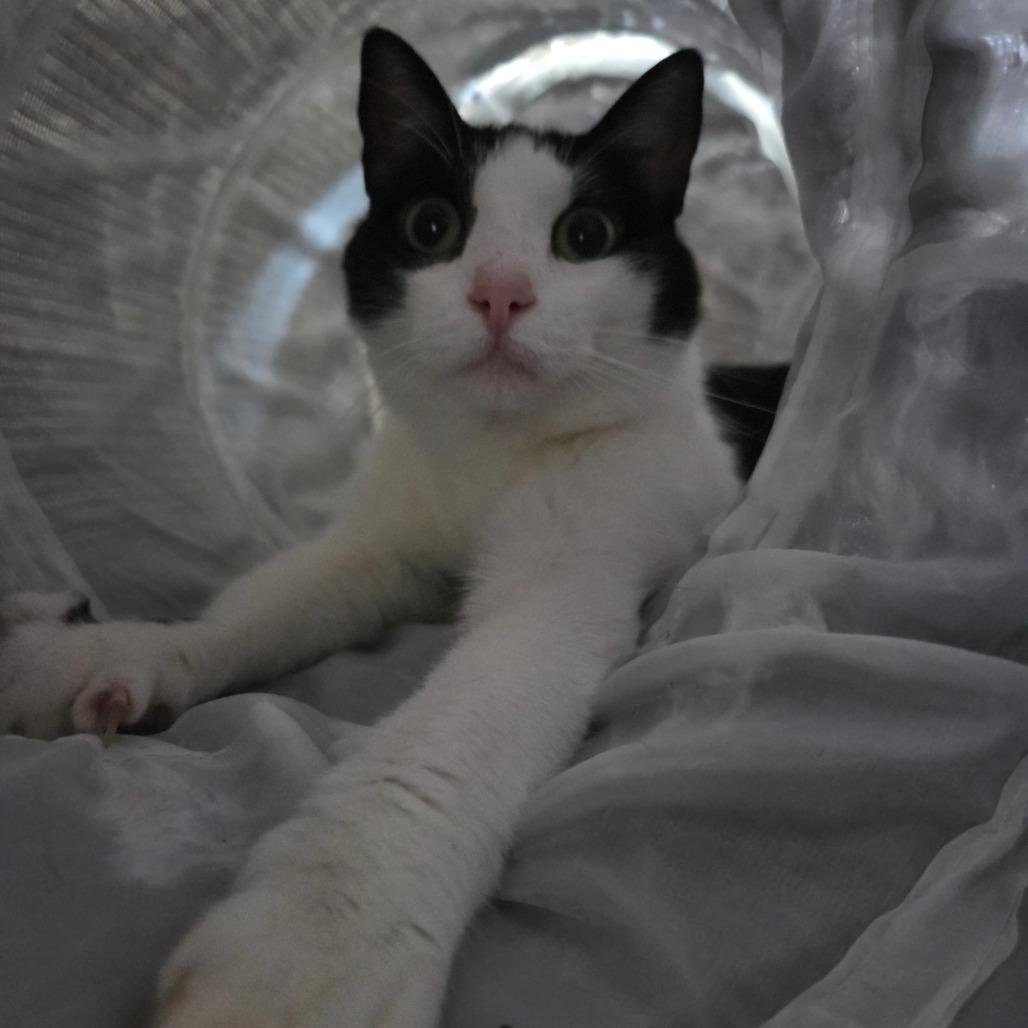 Mistletoe, Adoptable, Adult Female Domestic Short Hair.