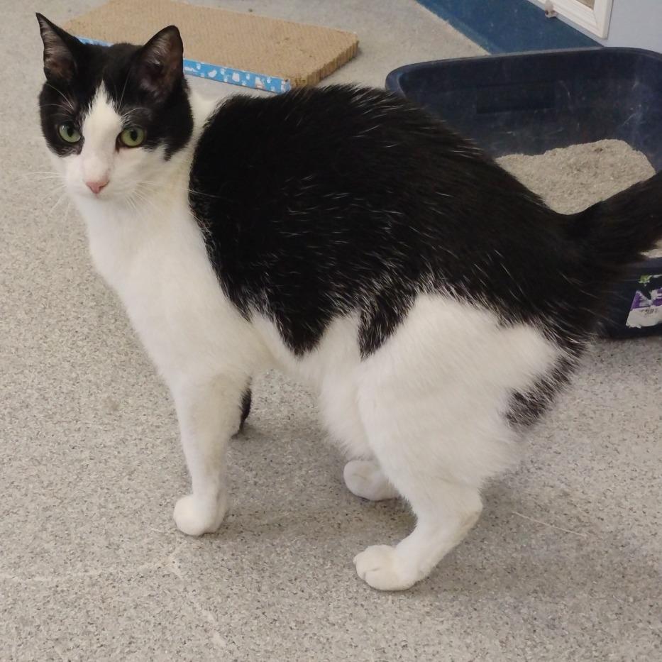 Enlarge Mistletoe, a Adoptable Domestic Short Hair in Duncan, OK image 2/3