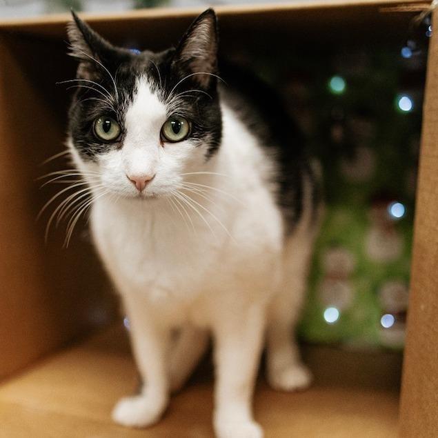 Enlarge Mistletoe, a Adoptable Domestic Short Hair in Duncan, OK image 3/3