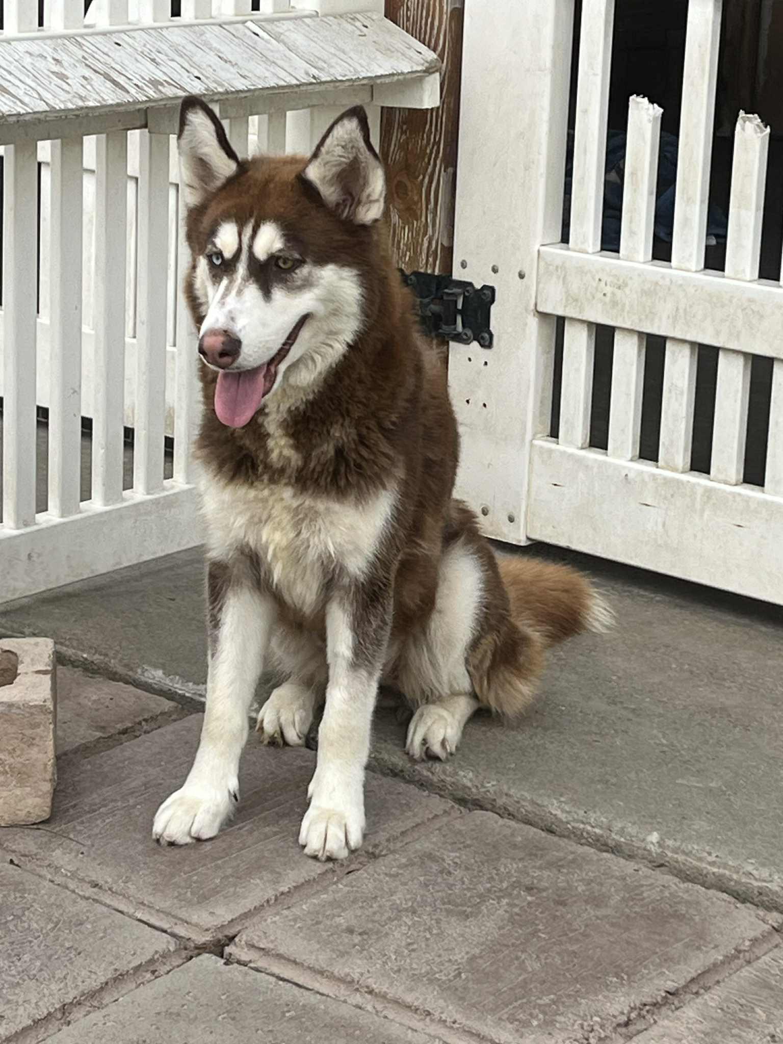 Foxxy the heartbreaker, an adoptable Siberian Husky in Missoula, MT, 59803 | Photo Image 1