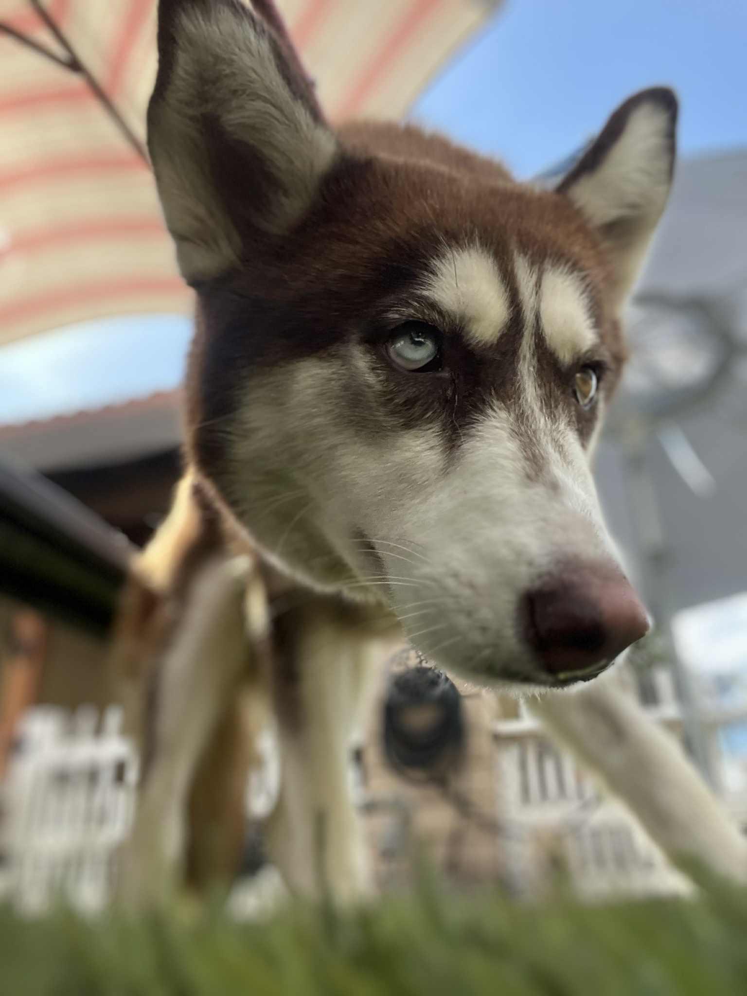 Foxxy the heartbreaker, a Adoptable Siberian Husky in Missoula, MT image 3/5