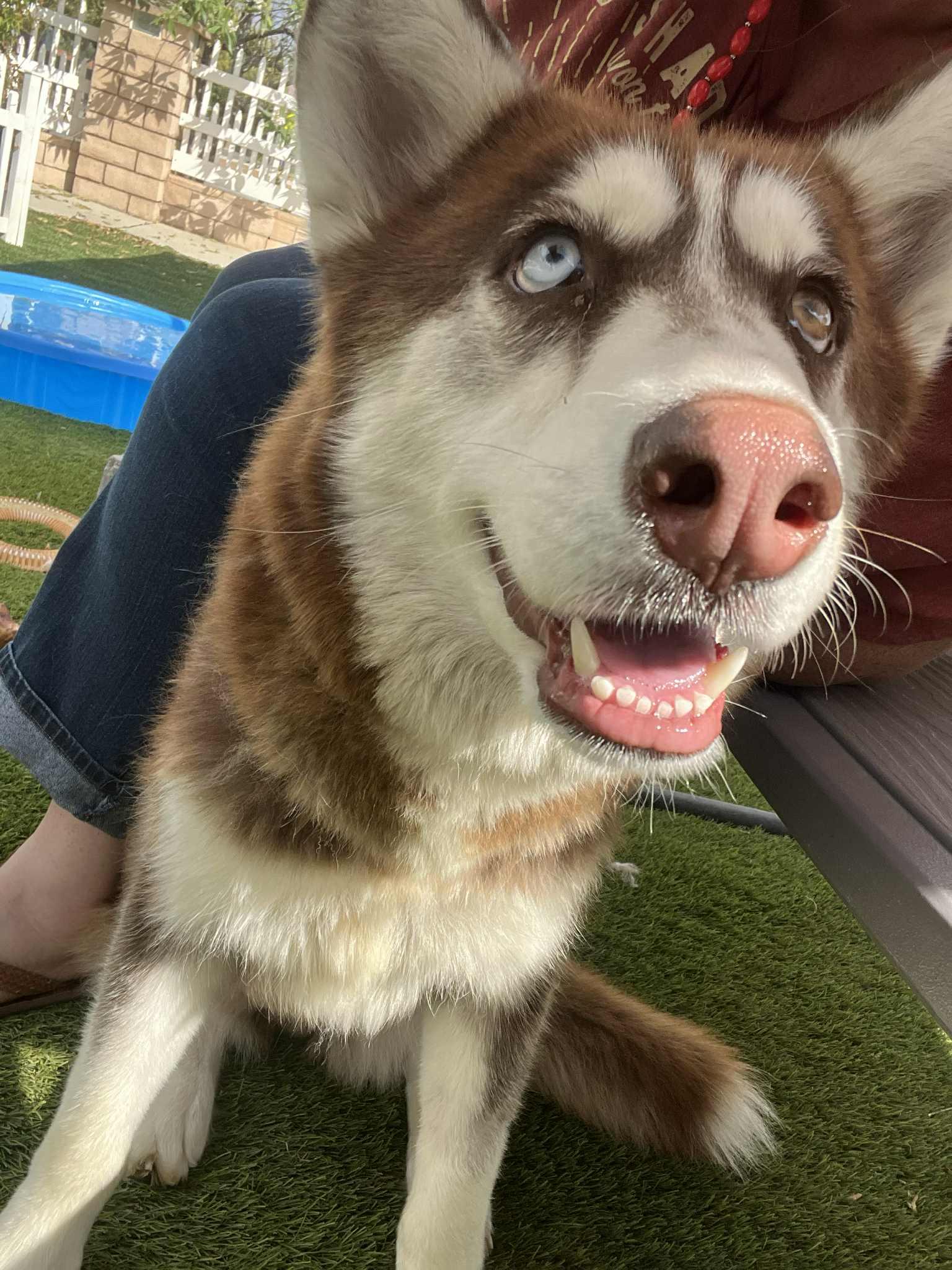 Foxxy the heartbreaker, a Adoptable Siberian Husky in Missoula, MT image 2/5