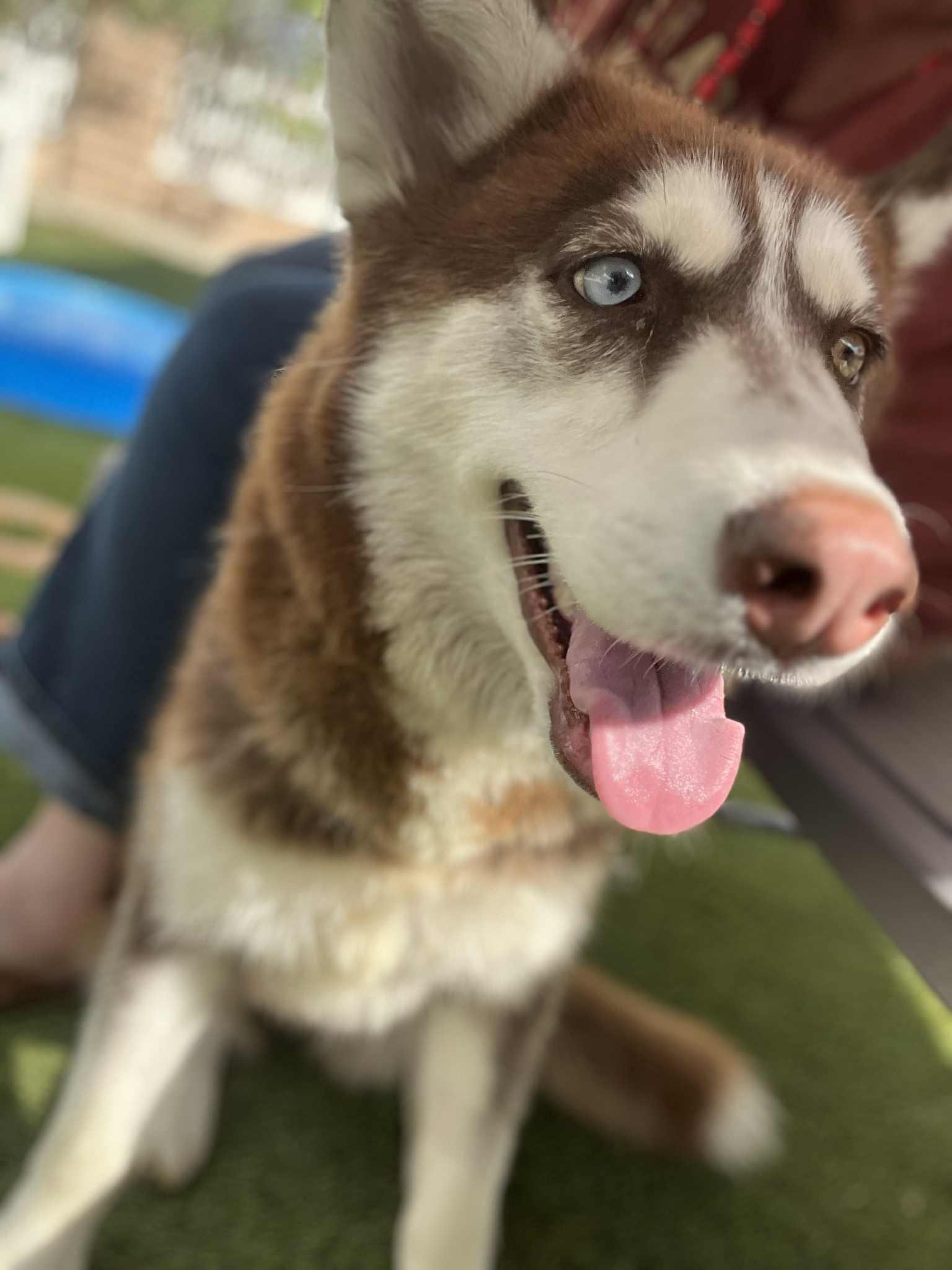 Foxxy the heartbreaker, an adoptable Siberian Husky in Missoula, MT, 59803 | Photo Image 4