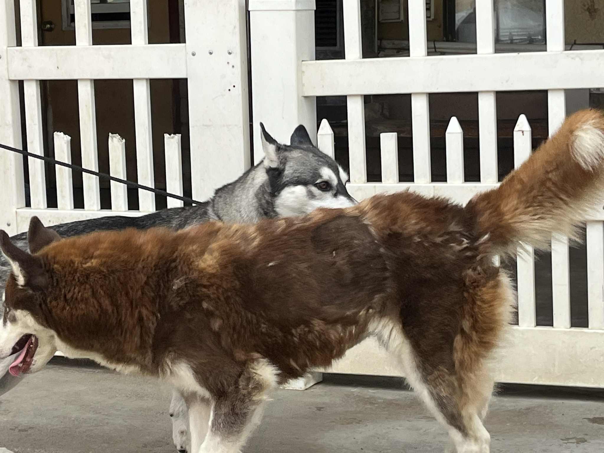 Foxxy the heartbreaker, a Adoptable Siberian Husky in Missoula, MT image 5/5