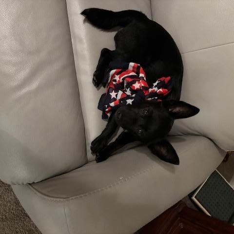 Enlarge Jill, a ADOPTABLE Chiweenie in Garland, TX image 1/4