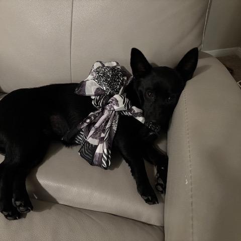 Enlarge Jill, a ADOPTABLE Chiweenie in Garland, TX image 2/4