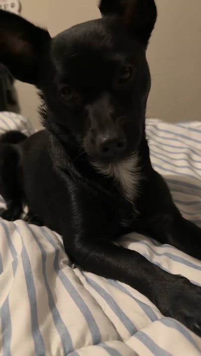 Enlarge Jill, a ADOPTABLE Chiweenie in Garland, TX video 5/5
