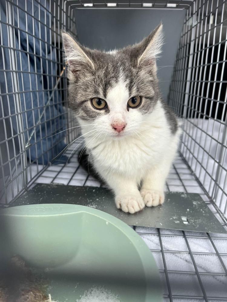 Chubbs, Adopted, Kitten Female Domestic Short Hair.
