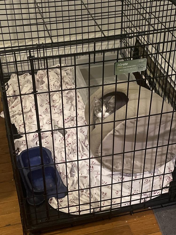 Enlarge Chubbs, a Adopted mixed breed in Utica, NY image 2/6