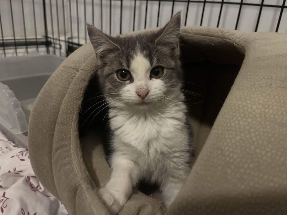Enlarge Chubbs, a Adopted mixed breed in Utica, NY image 3/6