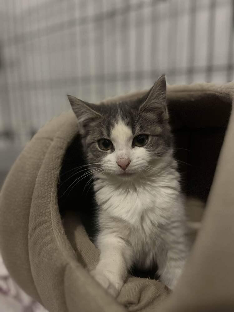 Enlarge Chubbs, a Adopted mixed breed in Utica, NY image 4/6