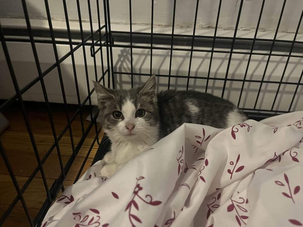 Enlarge Chubbs, a Adopted mixed breed in Utica, NY image 5/6