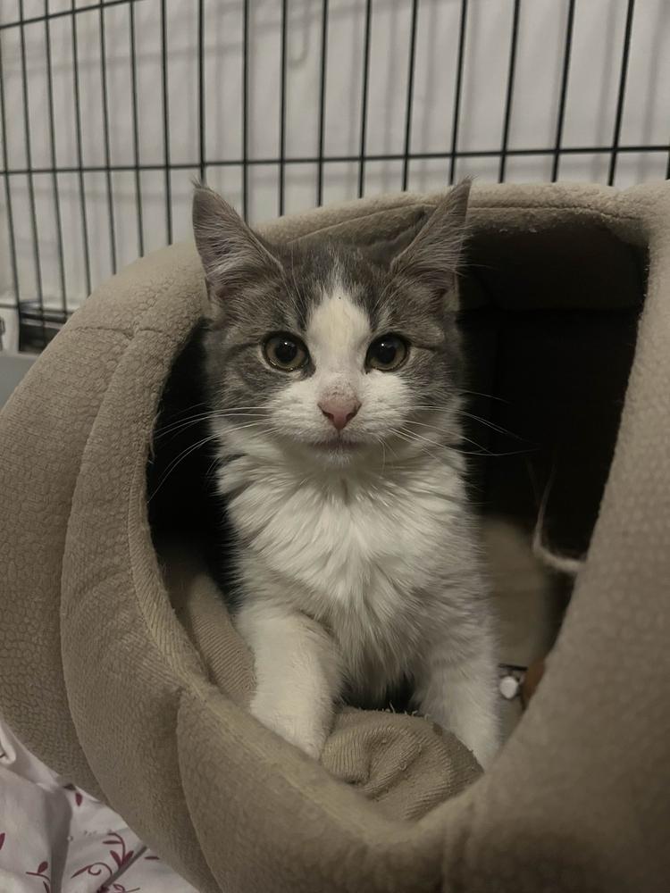 Enlarge Chubbs, a Adopted mixed breed in Utica, NY image 6/6