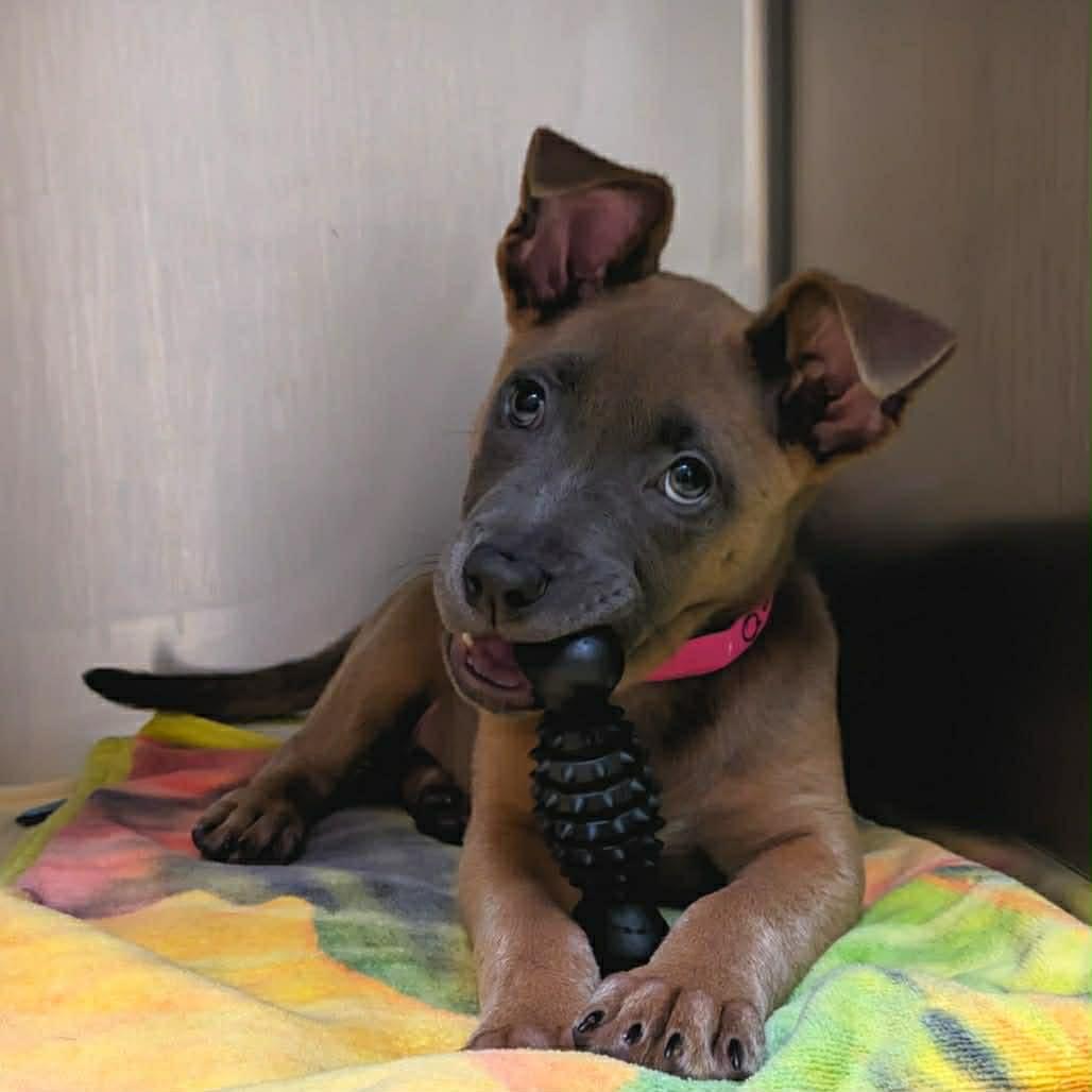 Queso Fresco, Adoptable, Young Female Belgian Shepherd / Malinois.