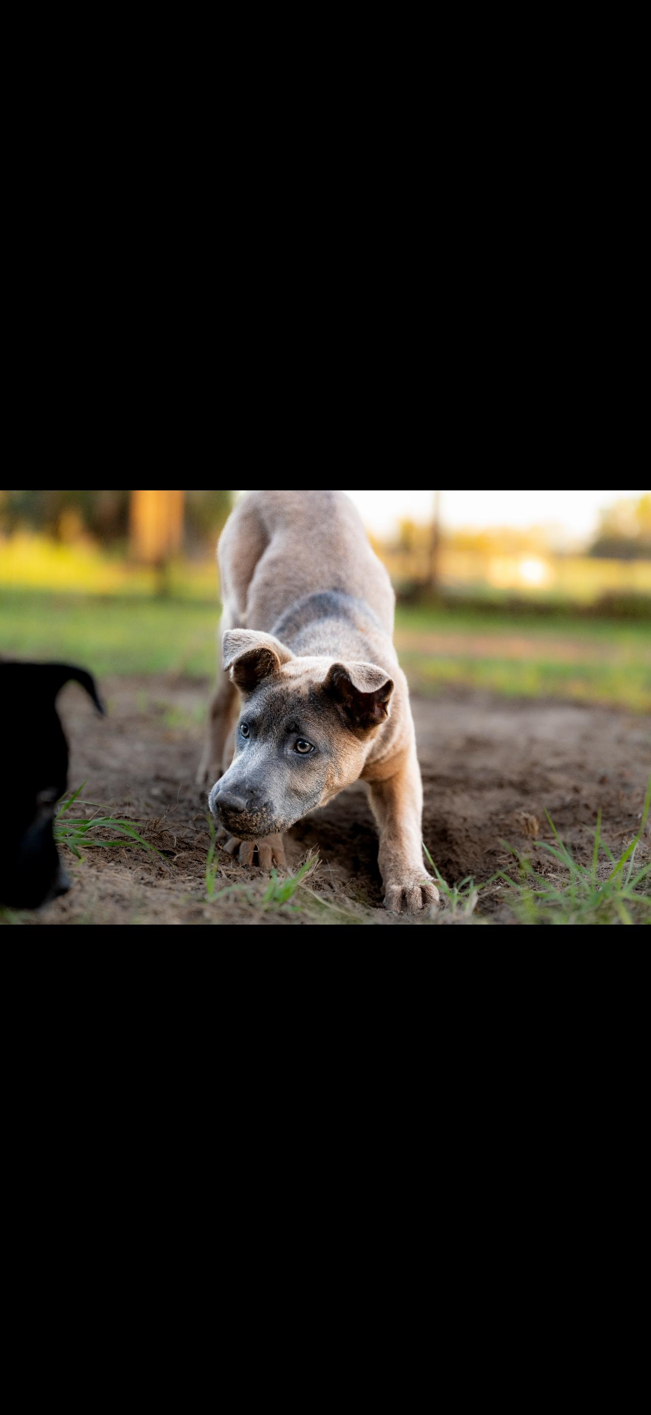 Enlarge Queso Fresco, a Adoptable mixed breed in Bradenton, FL image 3/6
