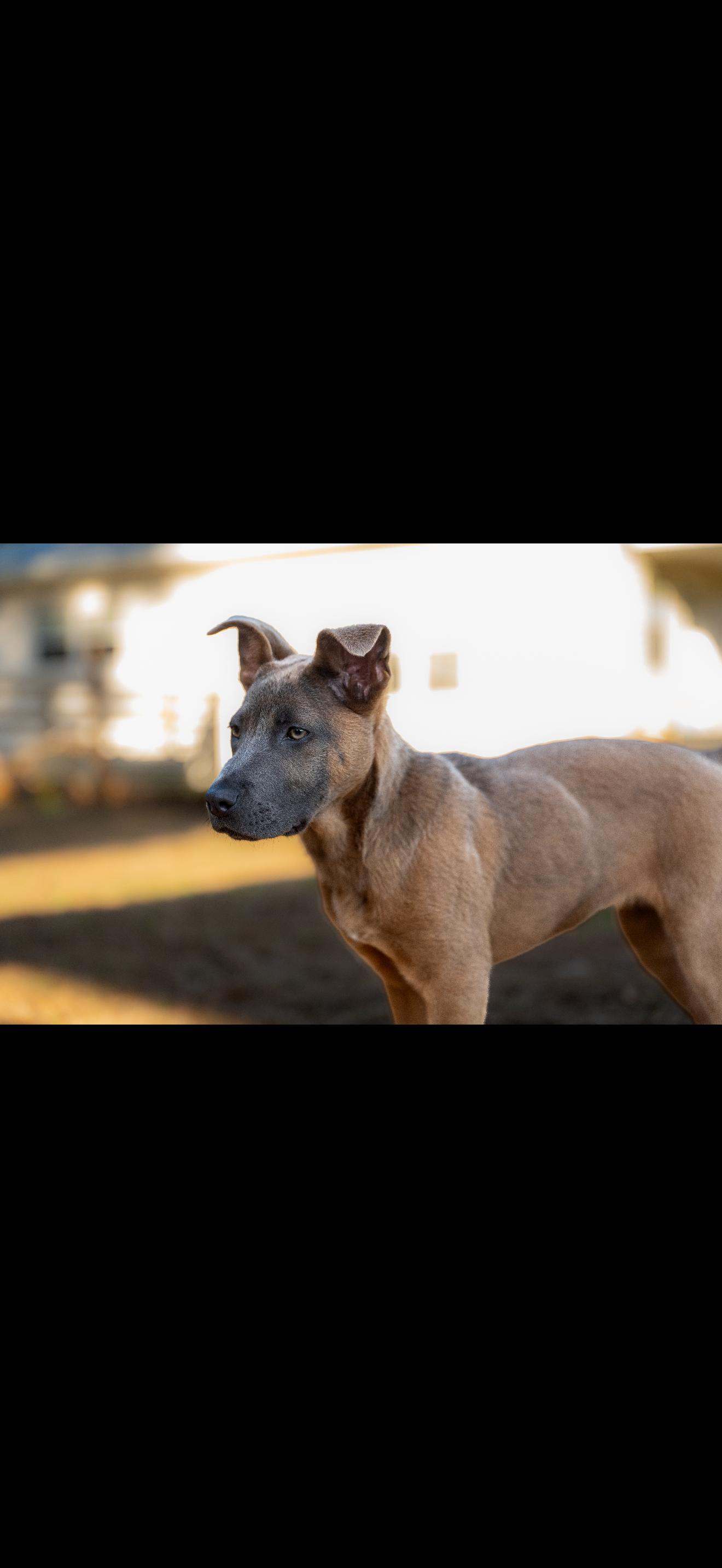 Enlarge Queso Fresco, a Adoptable mixed breed in Bradenton, FL image 6/6