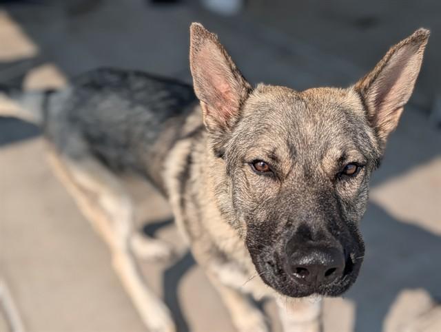 Enlarge LENNON, a Adoptable German Shepherd Dog in Denver, CO image 1/1