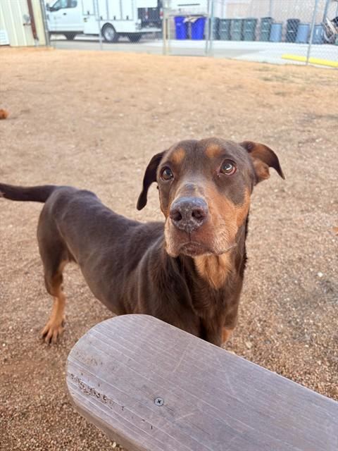 Enlarge SCOUT, a Adoptable mixed breed in Killeen, TX image 1/1