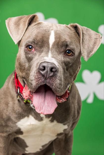 Noodles, a Adoptable mixed breed in Wantagh, NY image 1/2