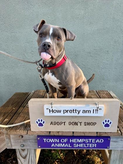 Noodles, a Adoptable mixed breed in Wantagh, NY image 2/2