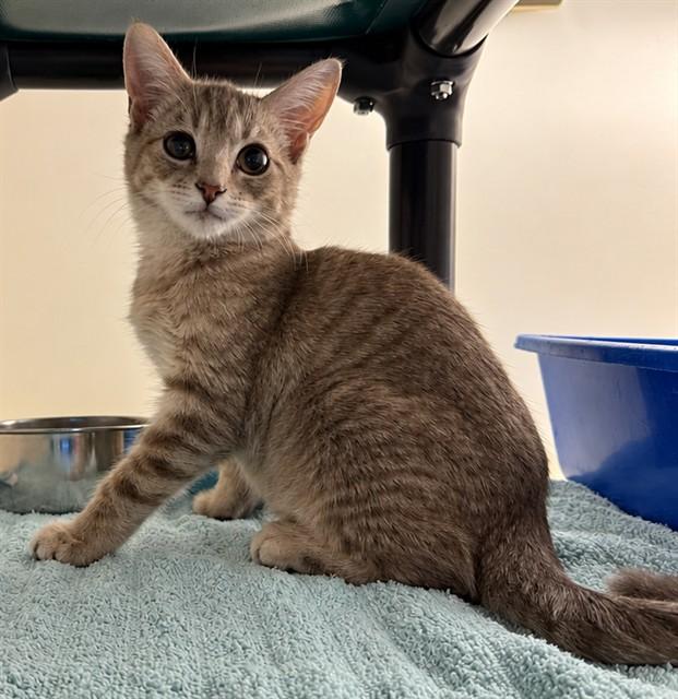 EDMUND, Adoptable, Kitten Male Domestic Short Hair.