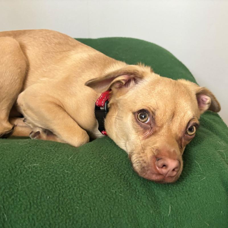 Enlarge Kris Kross, a Adoptable mixed breed in Grand Rapids, MI image 1/4