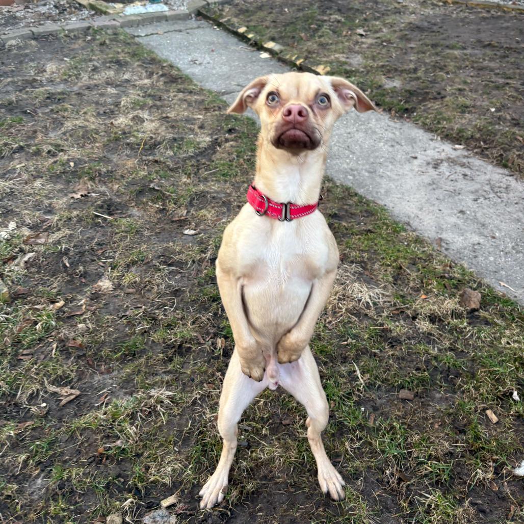 Enlarge Kris Kross, a Adoptable mixed breed in Grand Rapids, MI image 2/4