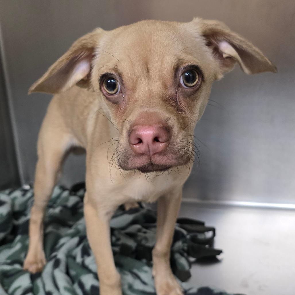 Enlarge Kris Kross, a Adoptable mixed breed in Grand Rapids, MI image 3/4