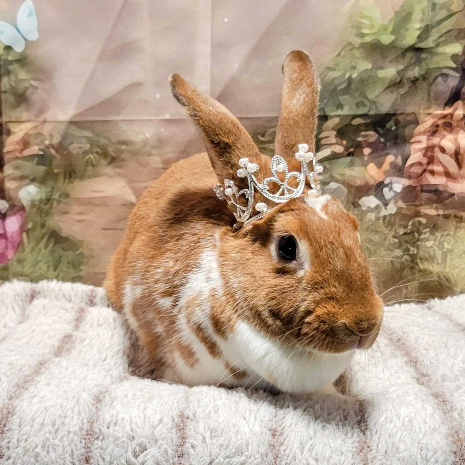 Enlarge Calypso, a Adoptable mixed breed in Seminary, MS image 2/4