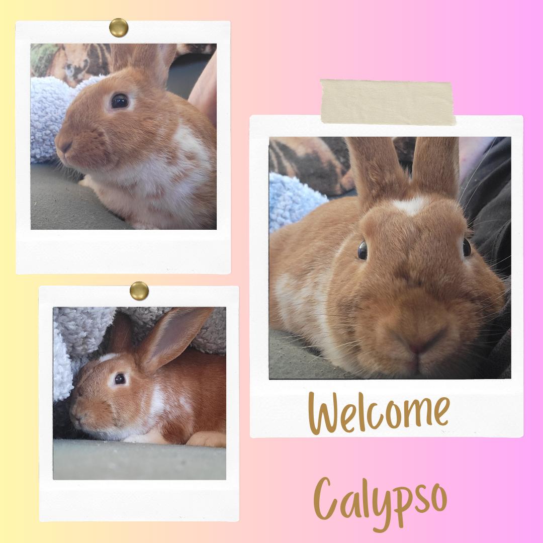 Calypso, Adoptable, Young Female American.