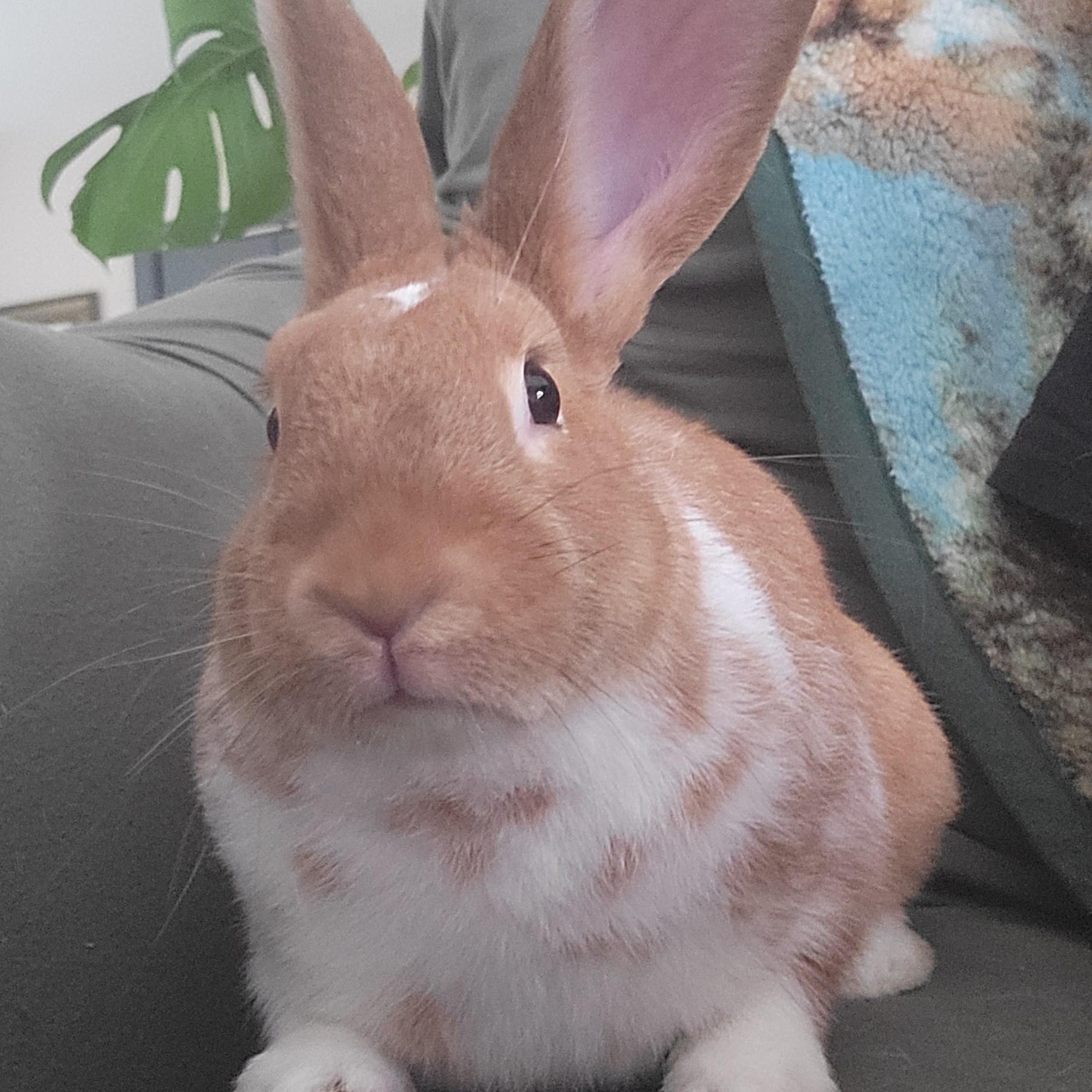 Enlarge Calypso, a Adoptable mixed breed in Seminary, MS image 4/4