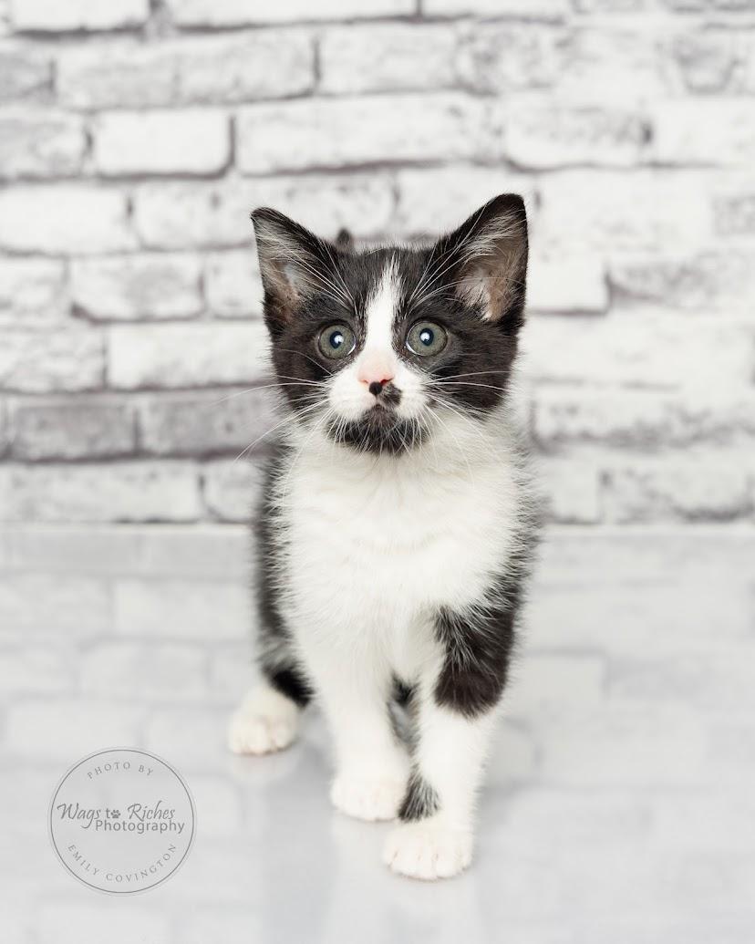Licorice - Adopted, an adopted mixed breed in Southington, CT image 5/6