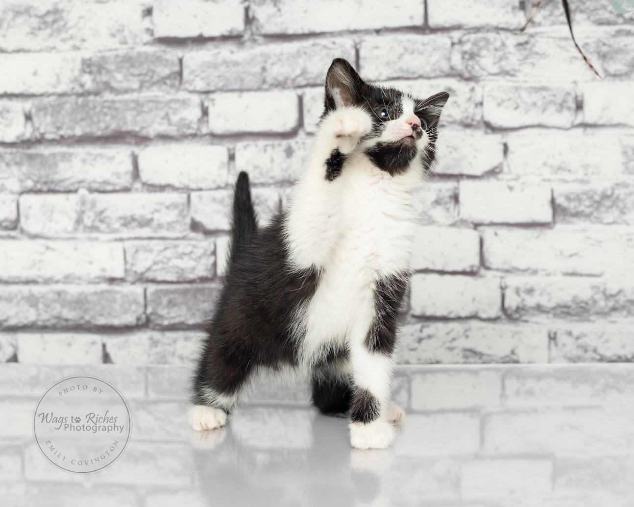 Licorice - Adopted, an adopted mixed breed in Southington, CT image 3/6