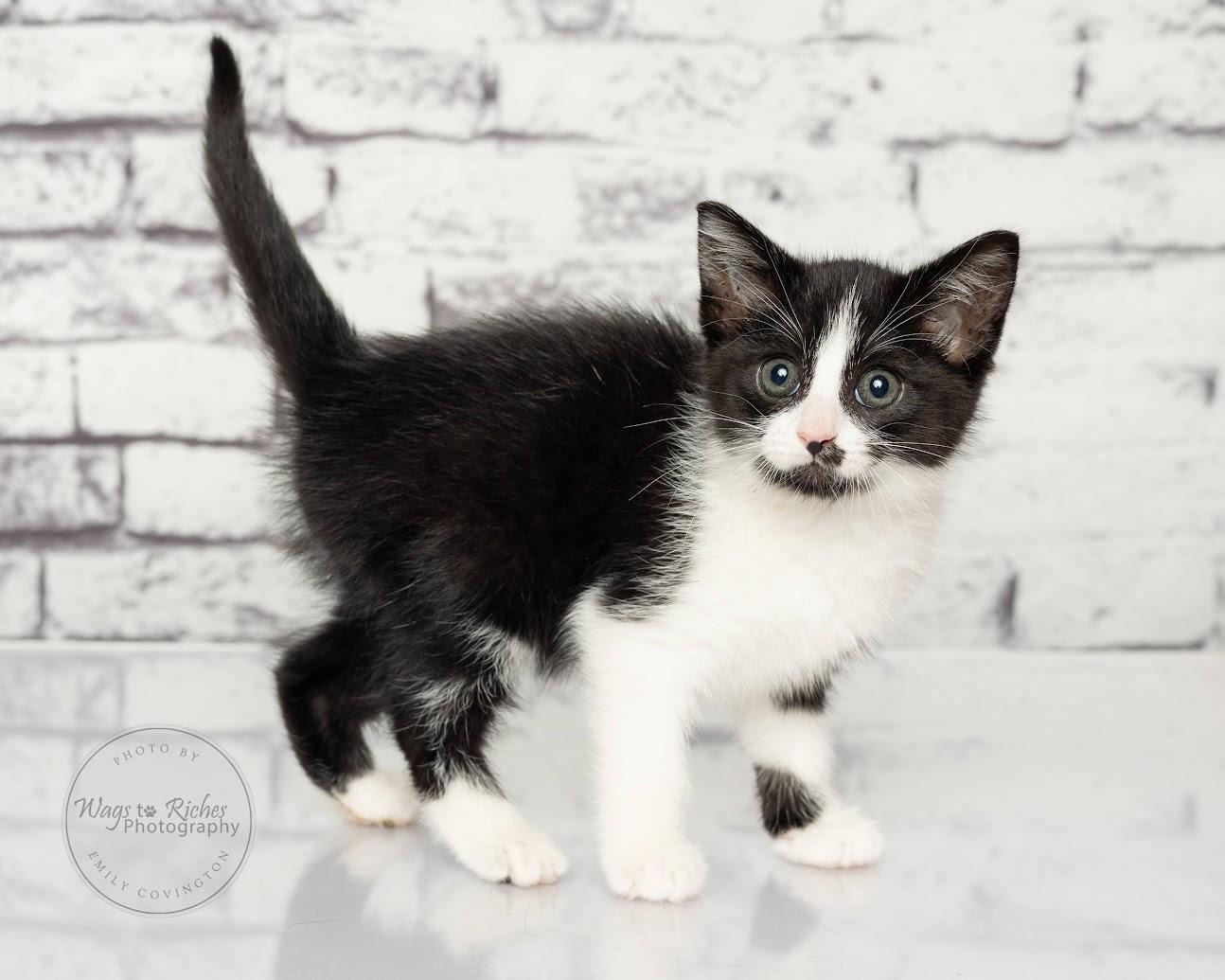 Licorice - Adopted, adopted, Kitten Female Domestic Short Hair & Tuxedo.