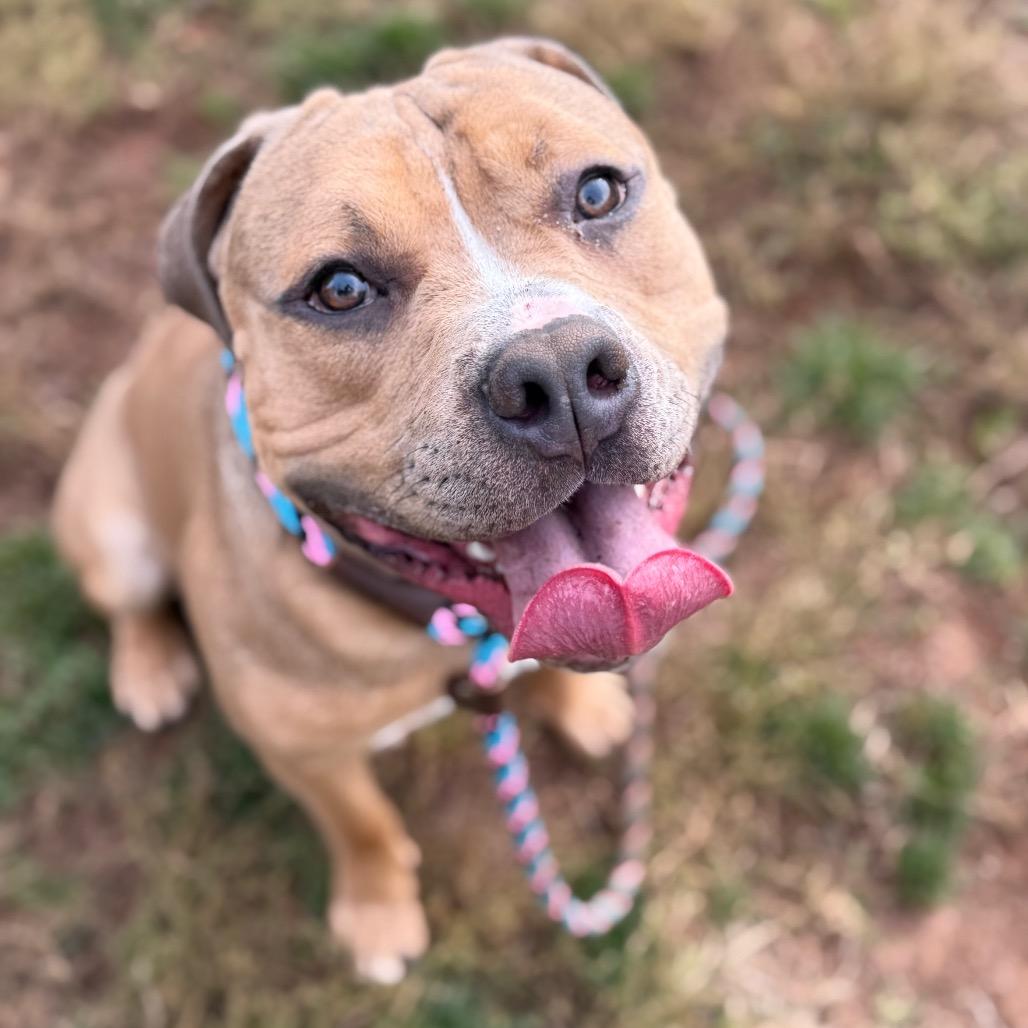 Enlarge Tim the Tool Man Taylor, a Adoptable Pit Bull Terrier in York, PA image 2/3