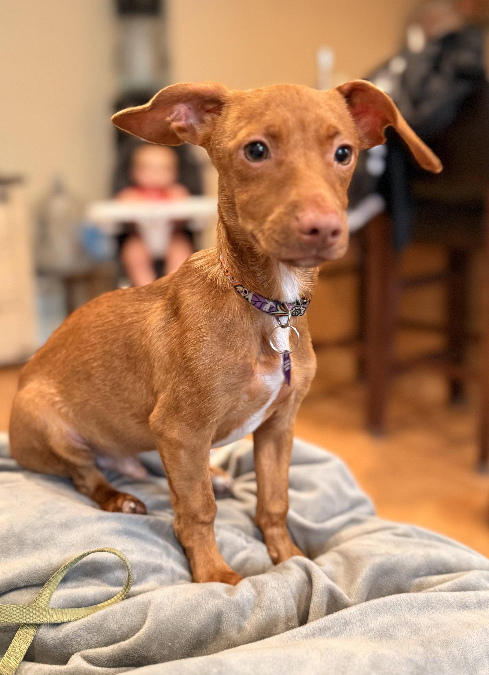 Scout, Adoptable, Puppy Male Dachshund & Jack Russell Terrier.