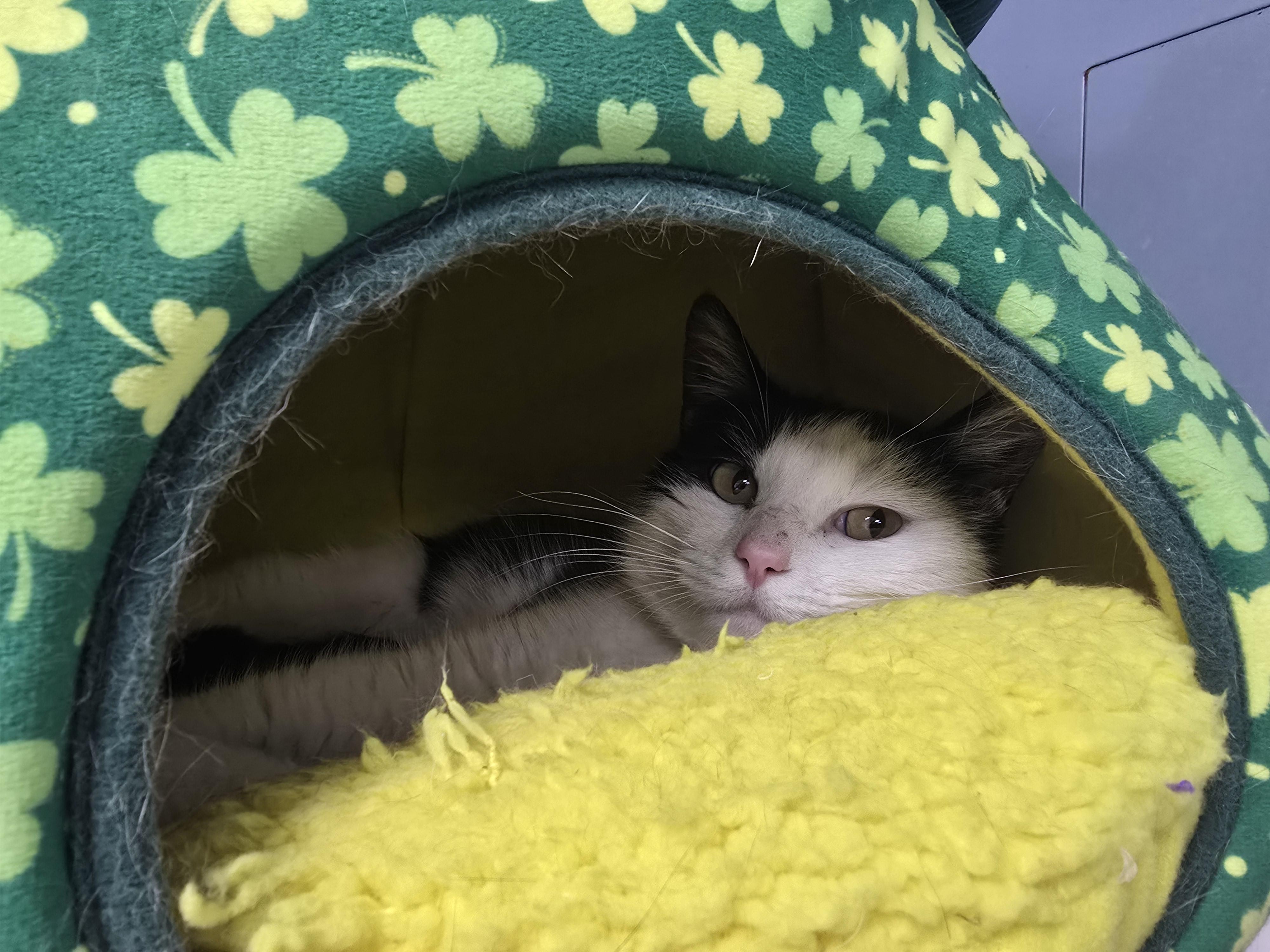 Enlarge Sabrina , a ADOPTABLE Domestic Short Hair in Farmington, MO image 2/2