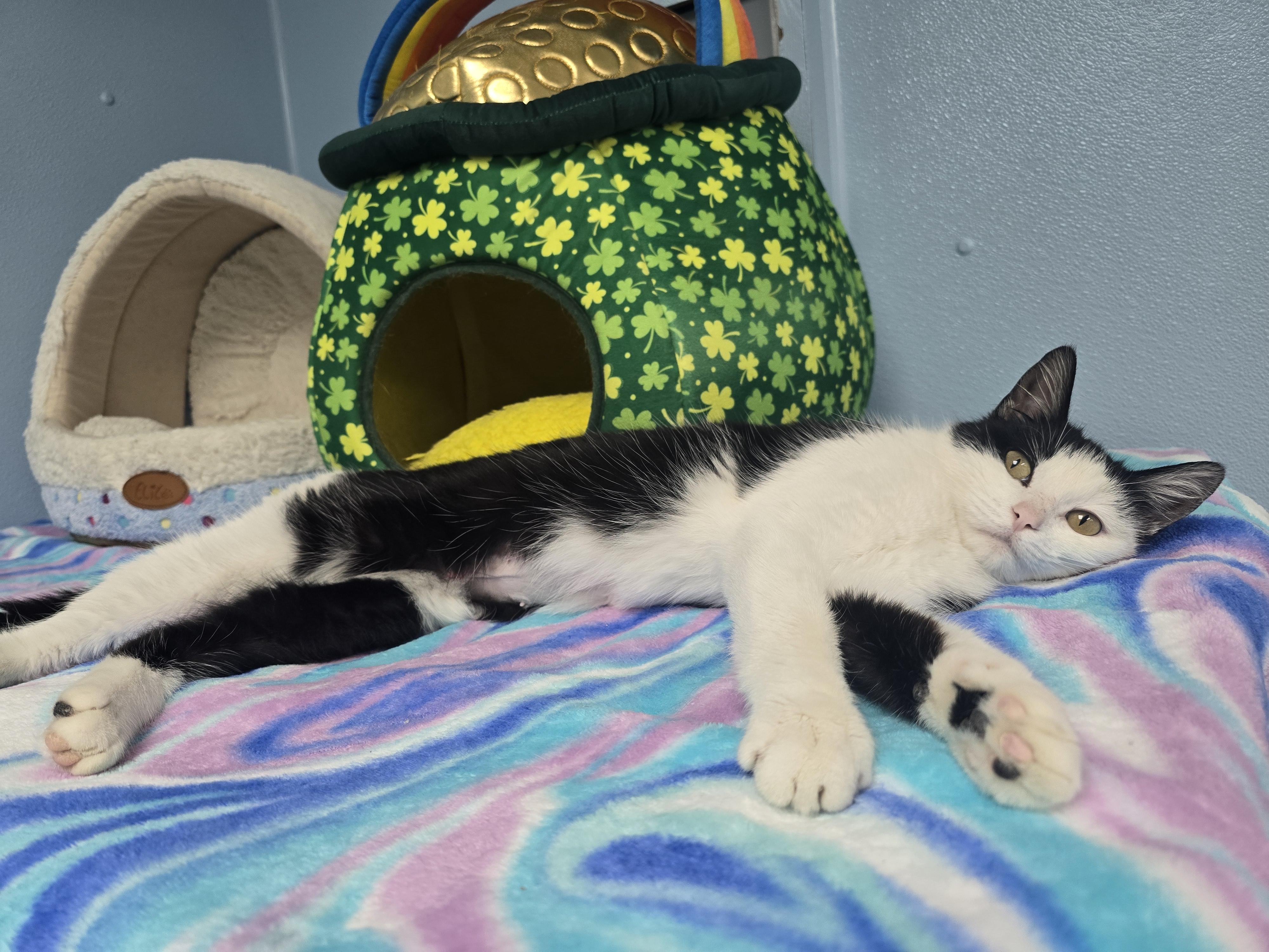 Enlarge Sabrina , a ADOPTABLE Domestic Short Hair in Farmington, MO image 1/2