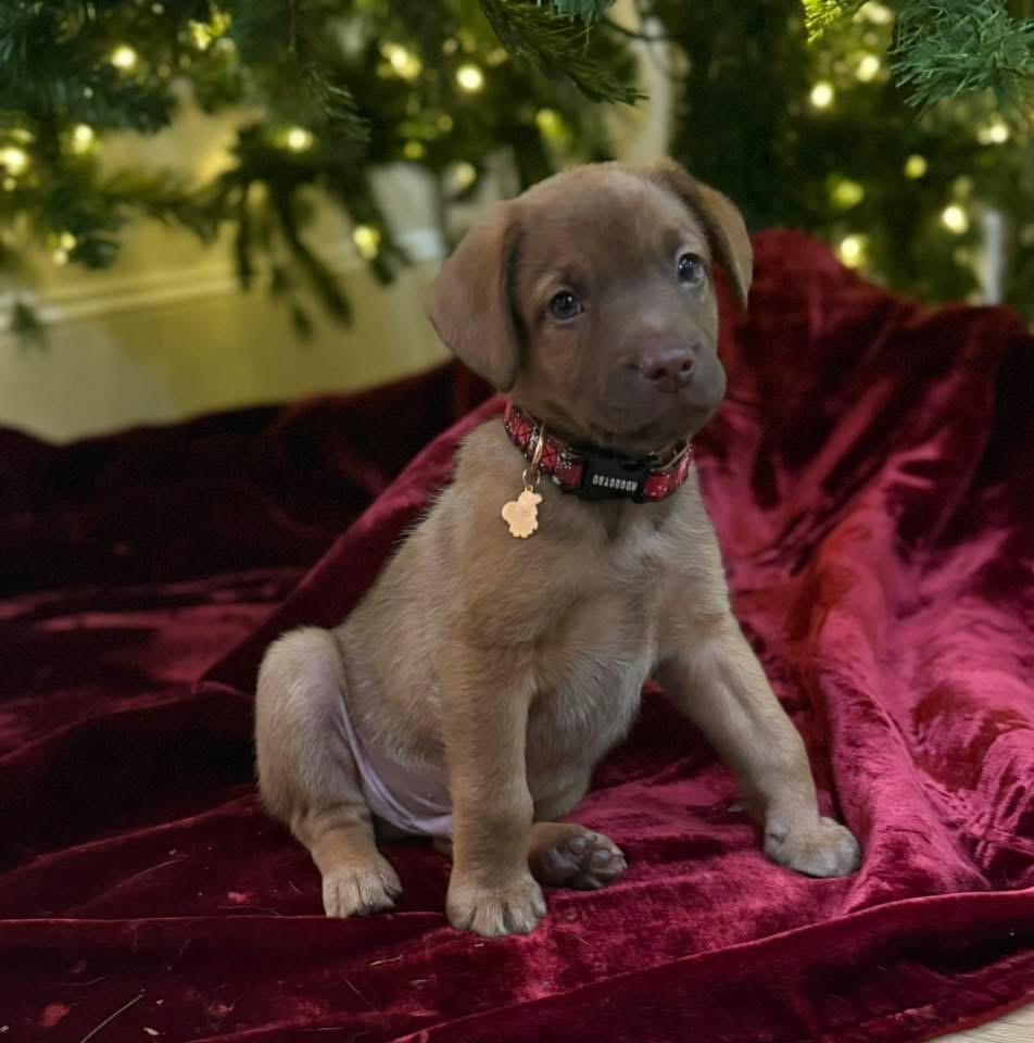 Boone, a Adoptable mixed breed in Walker, LA image 1/3