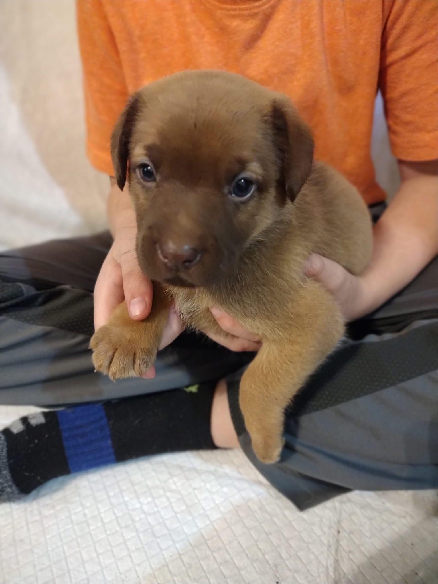 Boone, Adoptable, Puppy Male Shepherd.