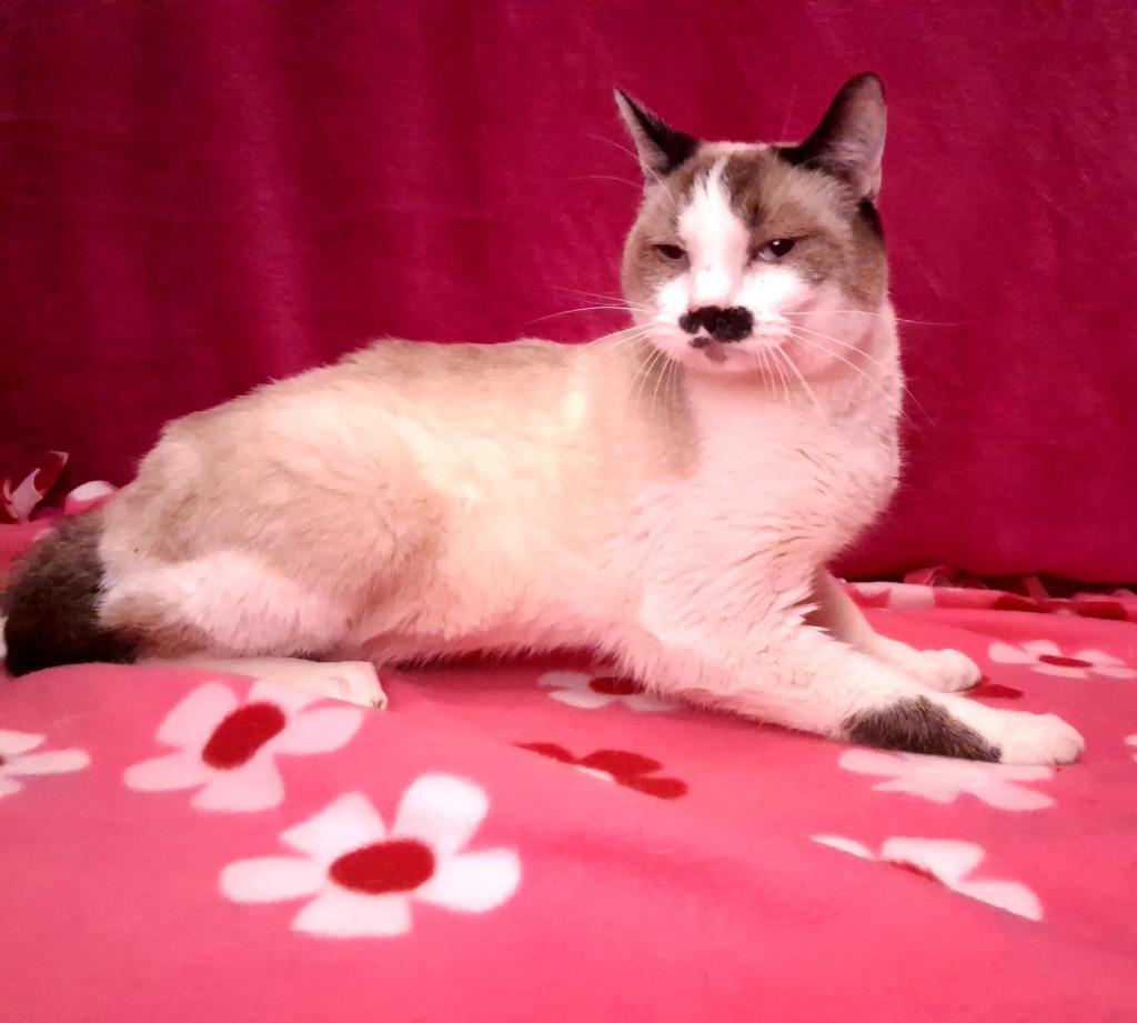 PIG, a Adoptable mixed breed in Wintersville, OH image 1/5