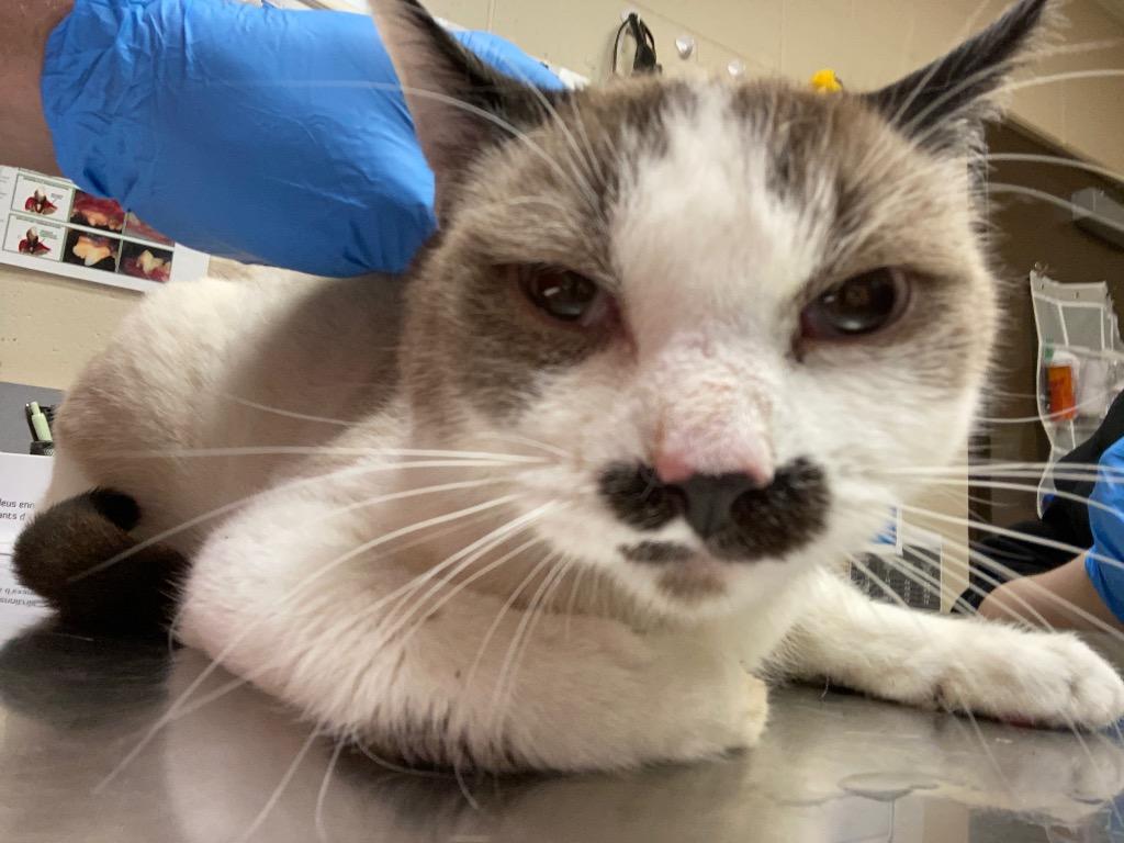 PIG, a Adoptable mixed breed in Wintersville, OH image 2/5