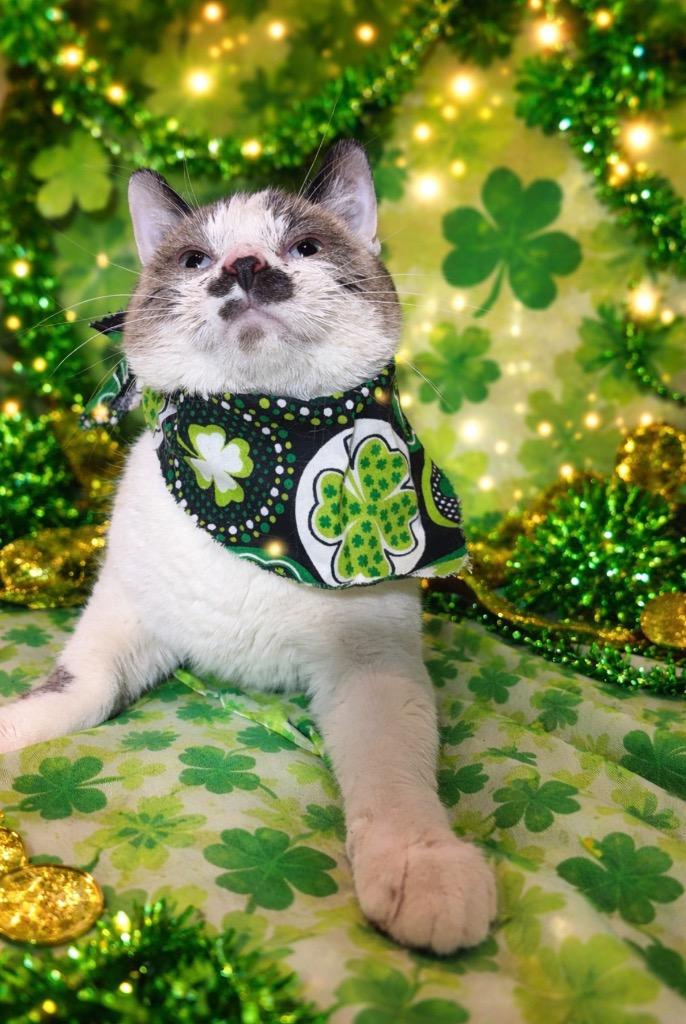 PIG, a Adoptable mixed breed in Wintersville, OH image 3/5